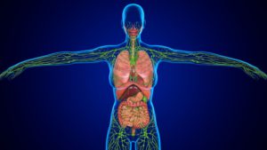 Lymphatic System Anatomy
