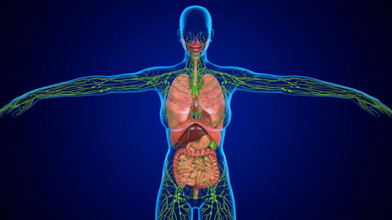 Lymphatic System Anatomy