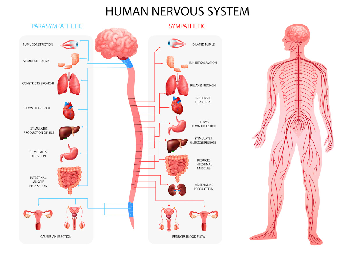 Human nervous system